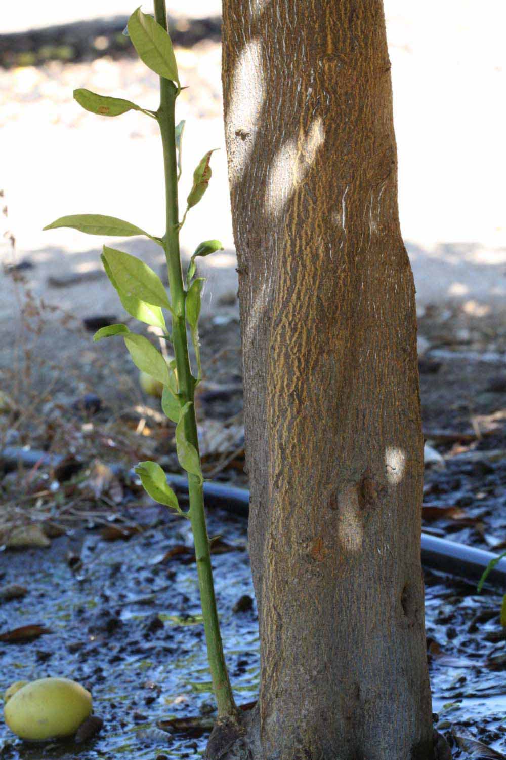            Bark (Riverside, CA)   